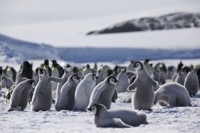 Juvenile Penguins at Aptenodytes Forsteri Snow Hill Island Antarctica