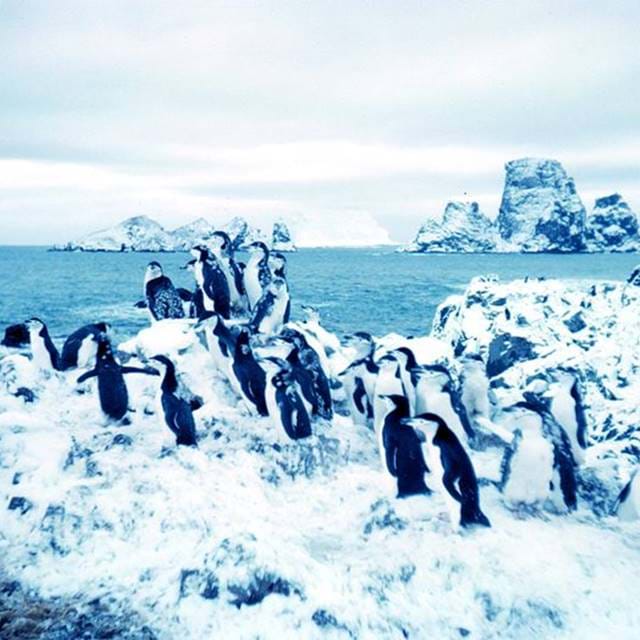 Adelie Penguins At Cape Geddes Laurie Island