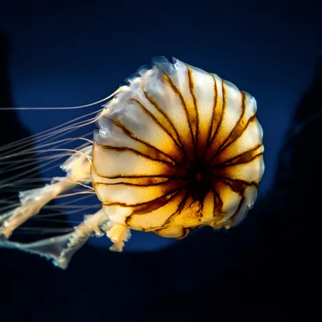 Jellyfish