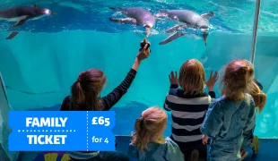 SEA LIFE Penguins 1