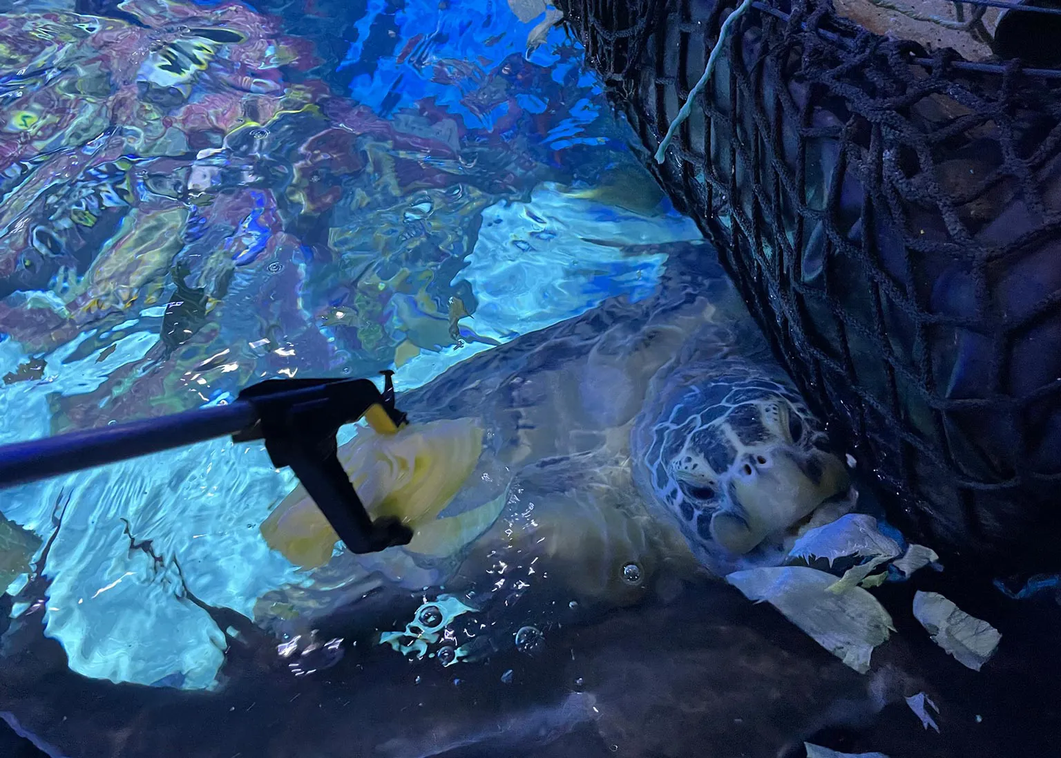 Turtle Feed Experience At sea life Birmingham 