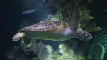 7 Species of sea turtles