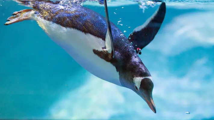 Gento Penguin Diving