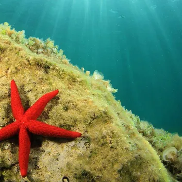 Star Fish
