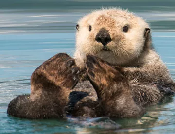 Sea Otters 7.5