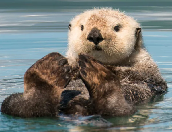 Sea Otter