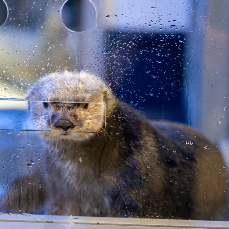 Experience Book Example Otter Experiences | SEA LIFE Birmingham