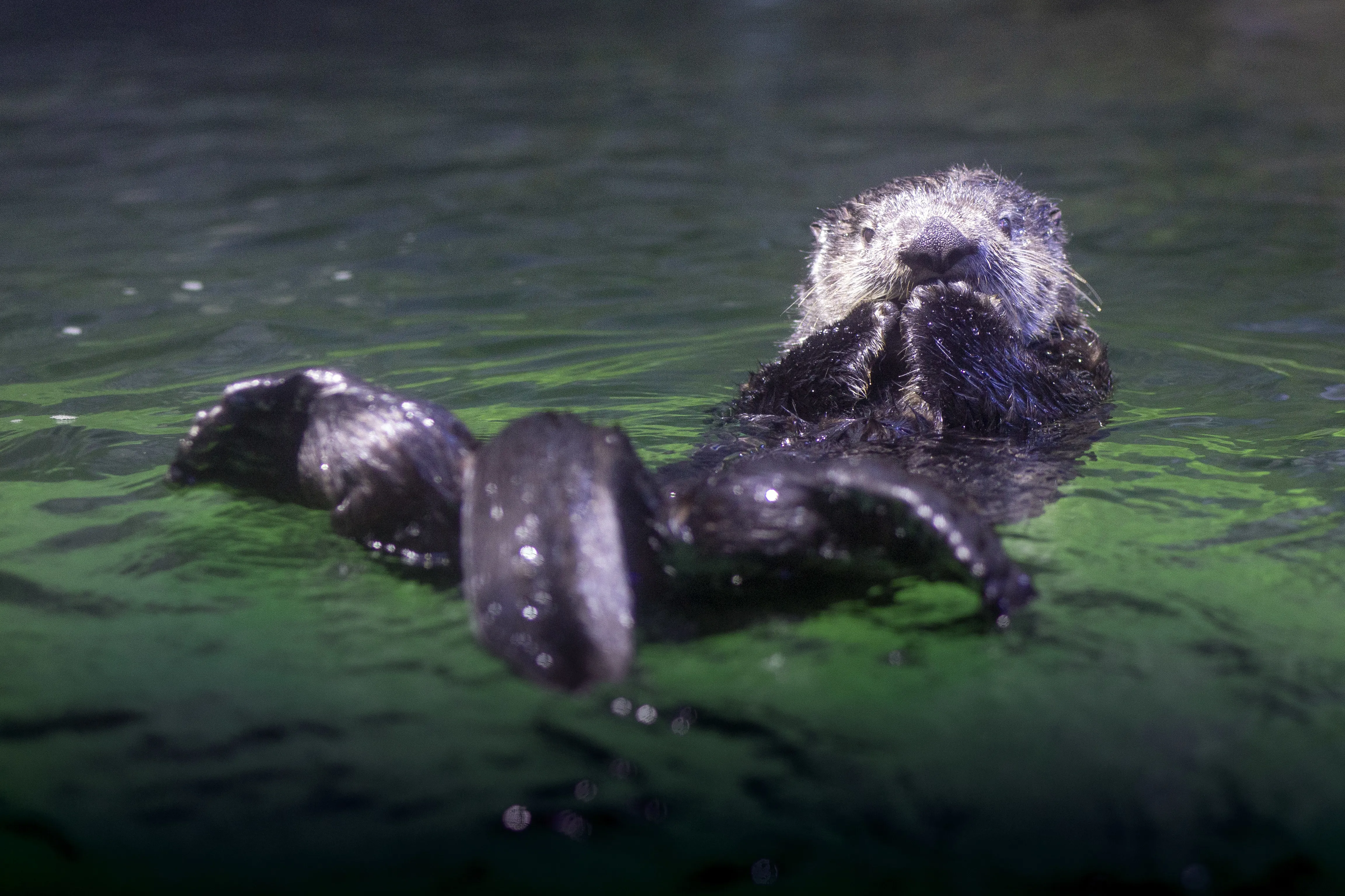 SEALIFE Sea Otters FLIPPED