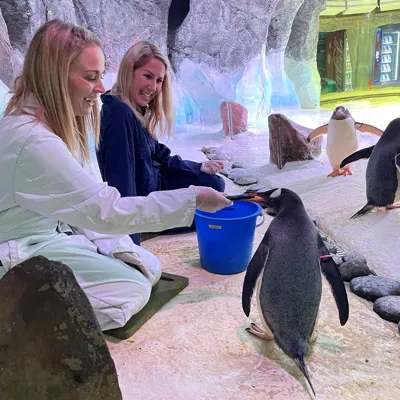 Penguin Feed At BHAM 1.1