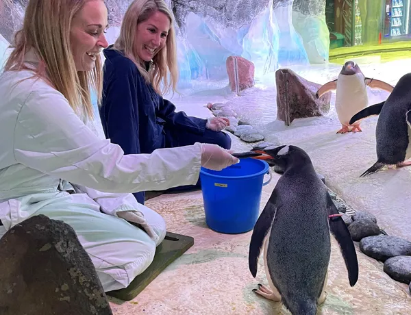 Penguin Feed At BHAM 1.1