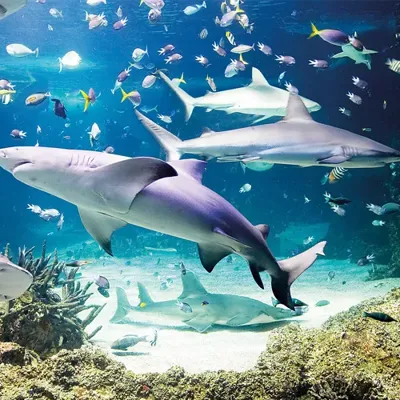 Shark Tickets