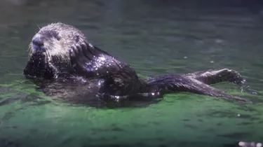 Birm Otter