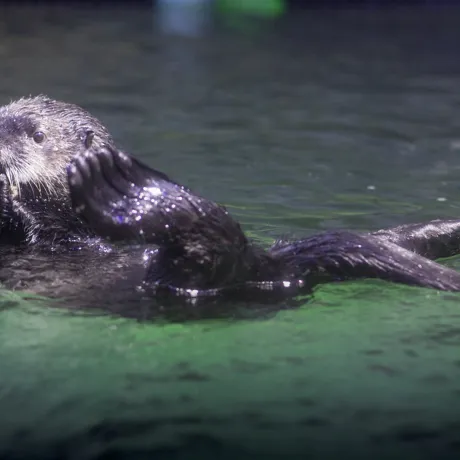 Birm Otter