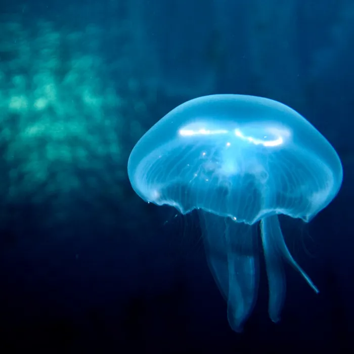 Moon Jellyfish