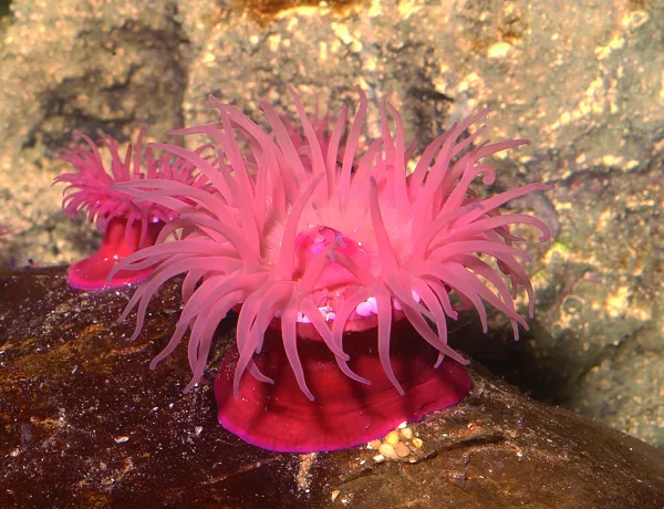 Beadlet Anemone Actinia Equina SEA LIFE