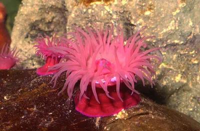 Beadlet Anemone Actinia Equina SEA LIFE