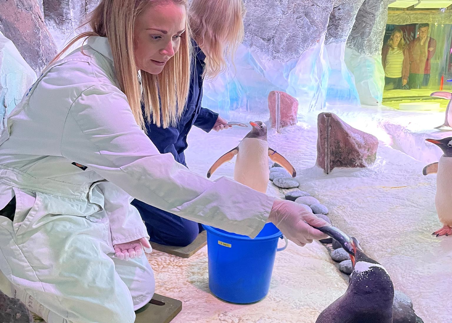 Feeding Penguins At Birmingham 7.5