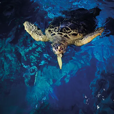 Turtle Feed at SEA LIFE