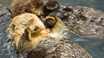 Sea Otters - Kugelblitz