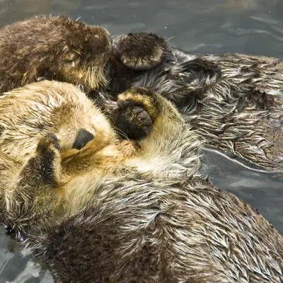 Sea Otters - Kugelblitz
