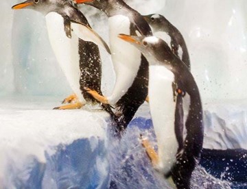 Polar Adventure penguins