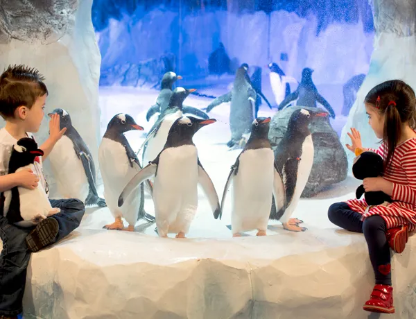Penguin Ice Adventure