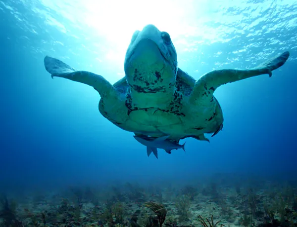 Turtle