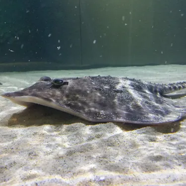 Thornback Ray