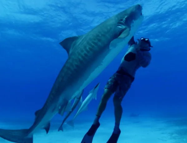 Shark dive