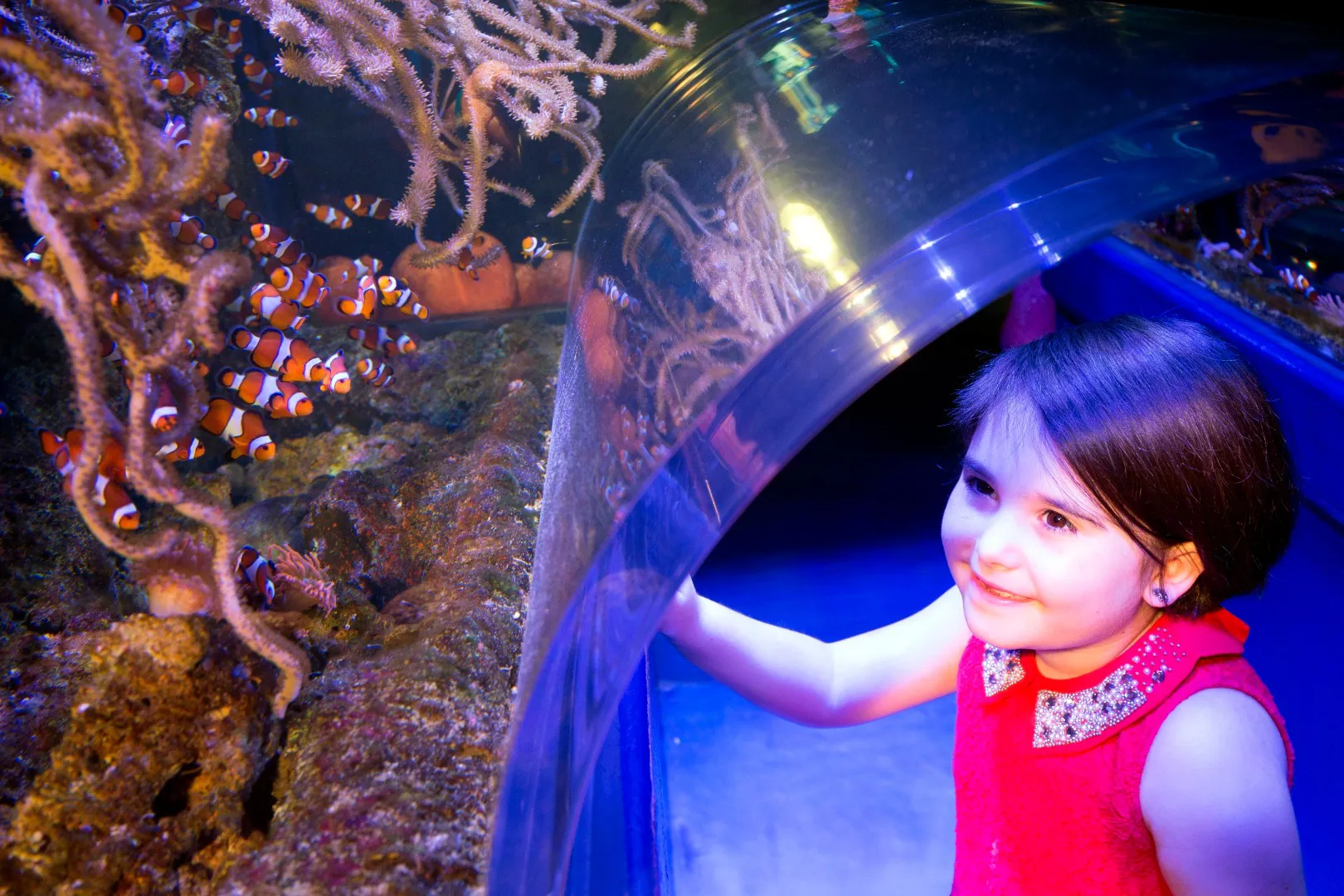 Girl at Clownfish Kingdom at the National SEA LIFE Centre Birmingham