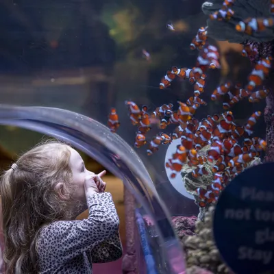Toddler In Ocean Tank Clownfish