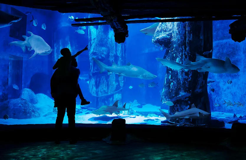 Child on parents shoulders looking at the shark tank at SEA LIFE