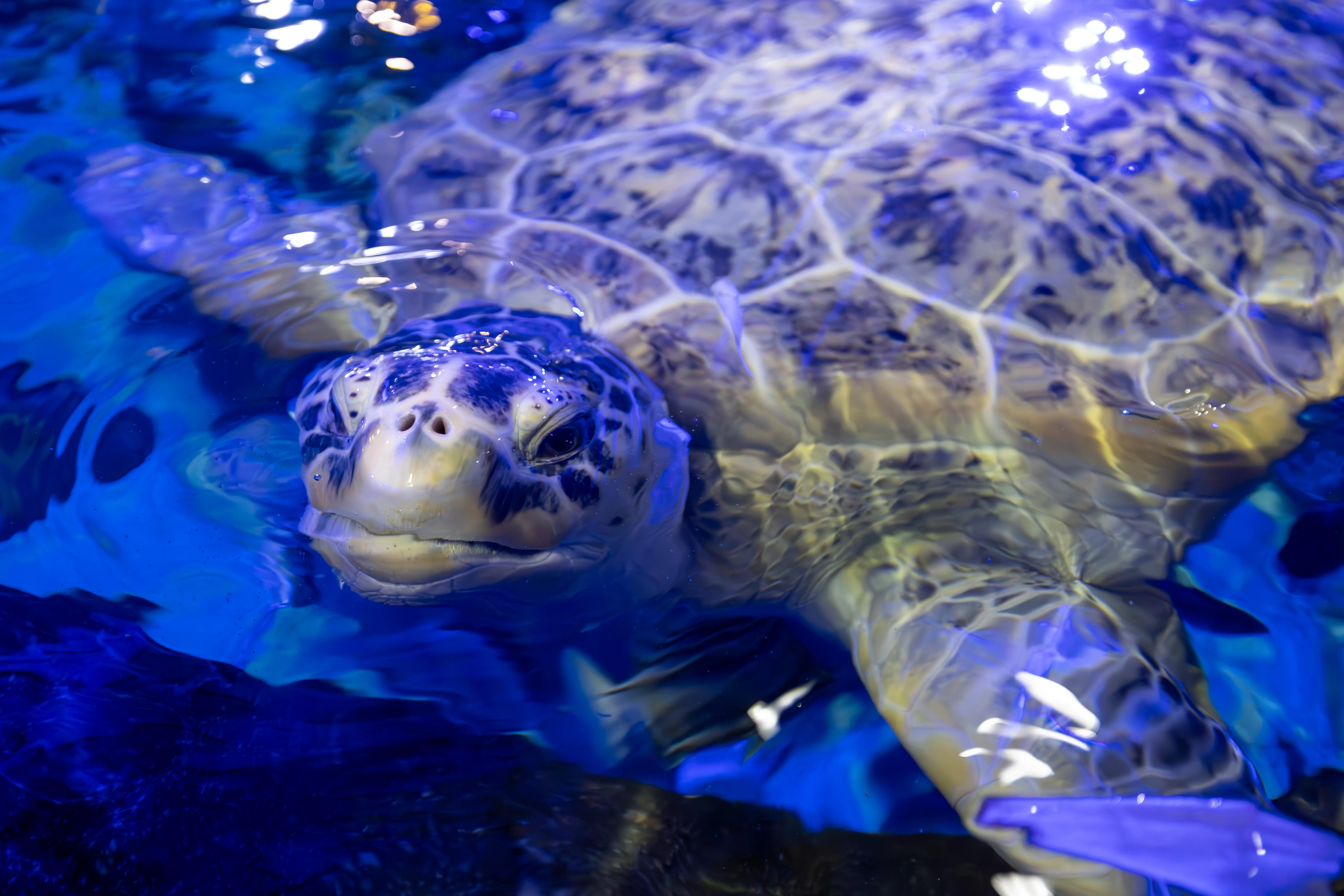 SEA LIFE Birmingham (1)