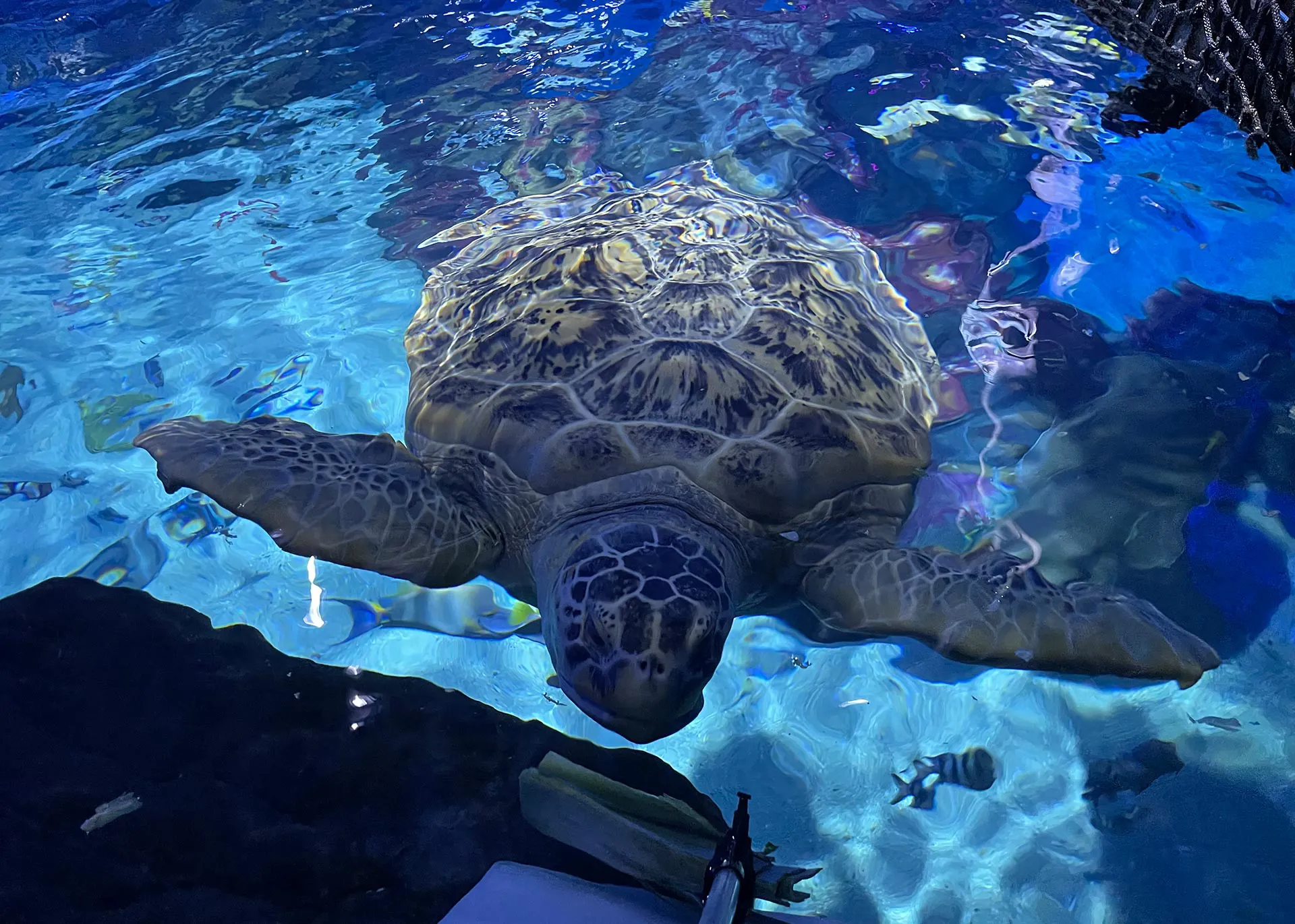 Feeding Mo the green sea turtle at SEA LIFE Birmingham