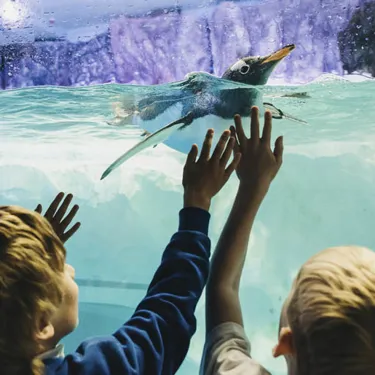 Penguin Schools