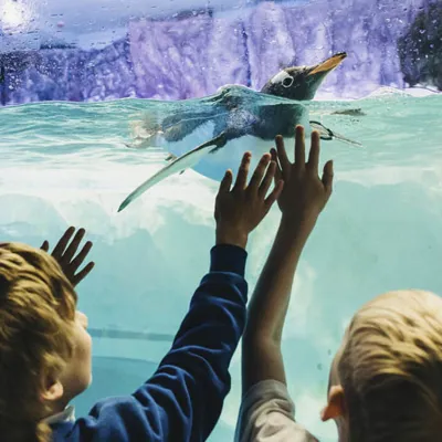 Penguin Schools