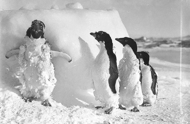 Adelie Penguin Chicks Molting