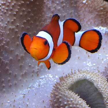 Clownfish Swimming By An Anemone