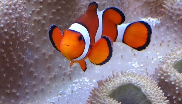 Clownfish Swimming By An Anemone