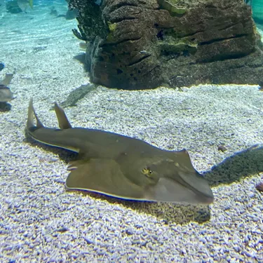 Ray And Tiger Shark 7.5