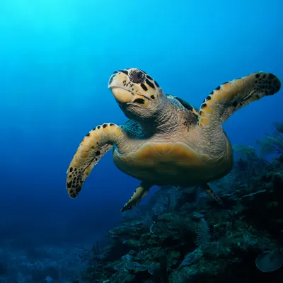 Green Sea Turtle