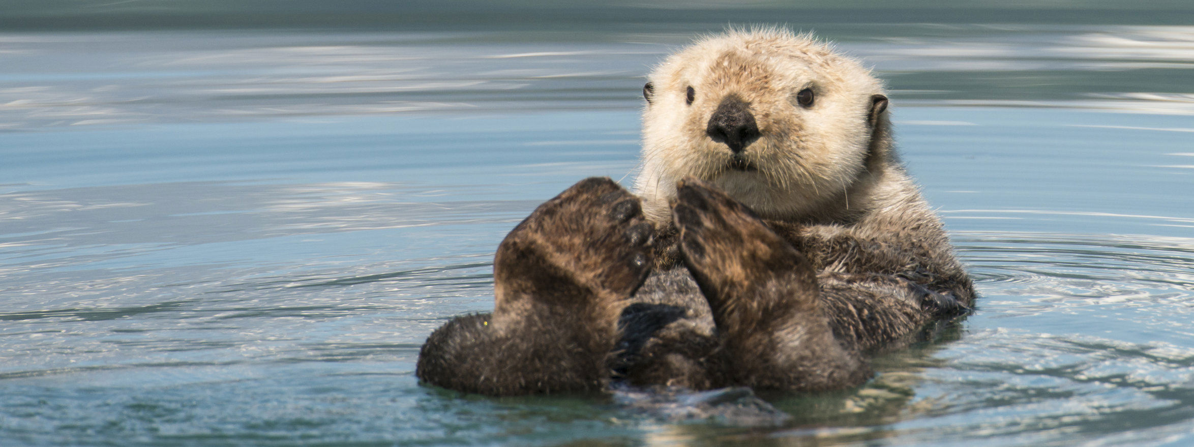 Otter Experiences | SEA LIFE Birmingham