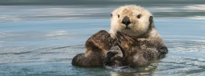 Sea Otters at SEA LIFE Birmingham