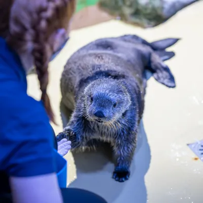Sea Otter