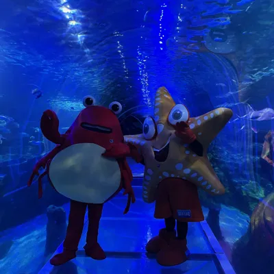Crab And Starfish
