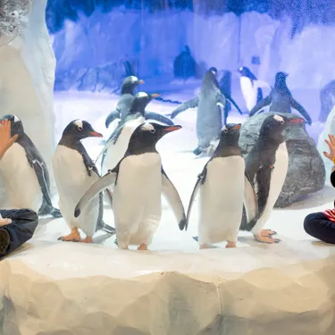 Children looking at the penguins at SEA LIFE 