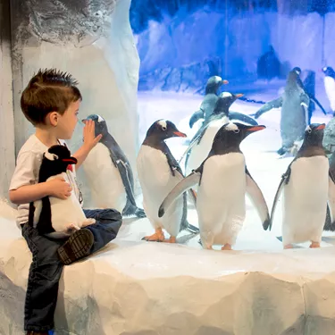 Children looking at the penguins at SEA LIFE 
