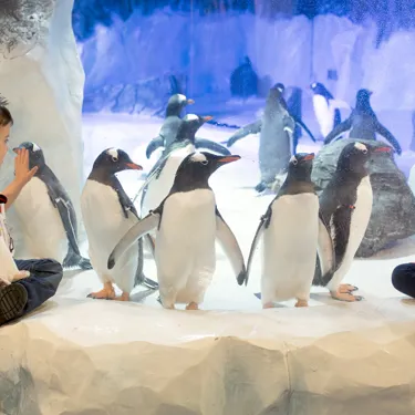 Children looking at the penguins at SEA LIFE