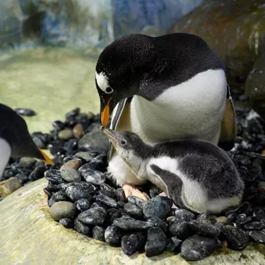 Penguin Breeding