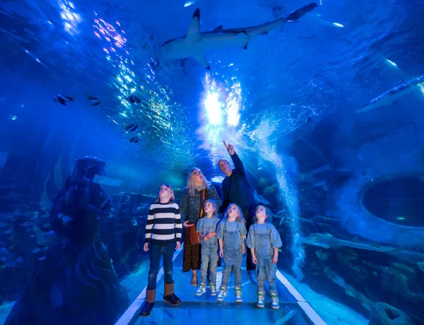 SEALIFE Birmingham Family in Ocean Tunnel